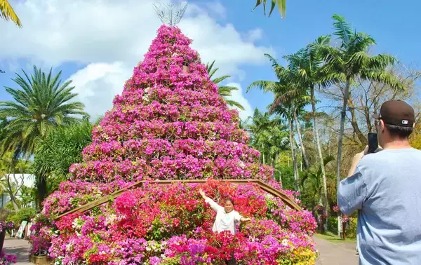 日本最大級、高さ8ｍのブーゲンタワー圧巻　観光客「見応え抜群」　沖縄・東南植物楽園で100万輪のフェア開幕