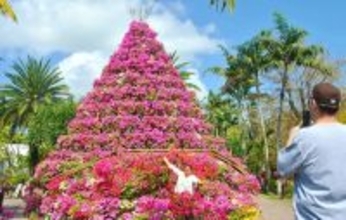 日本最大級、高さ8ｍのブーゲンタワー圧巻　観光客「見応え抜群」　沖縄・東南植物楽園で100万輪のフェア開幕