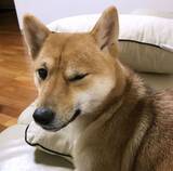 「［わが家のアイドル］「犬見知り」！？な柴犬」の画像1