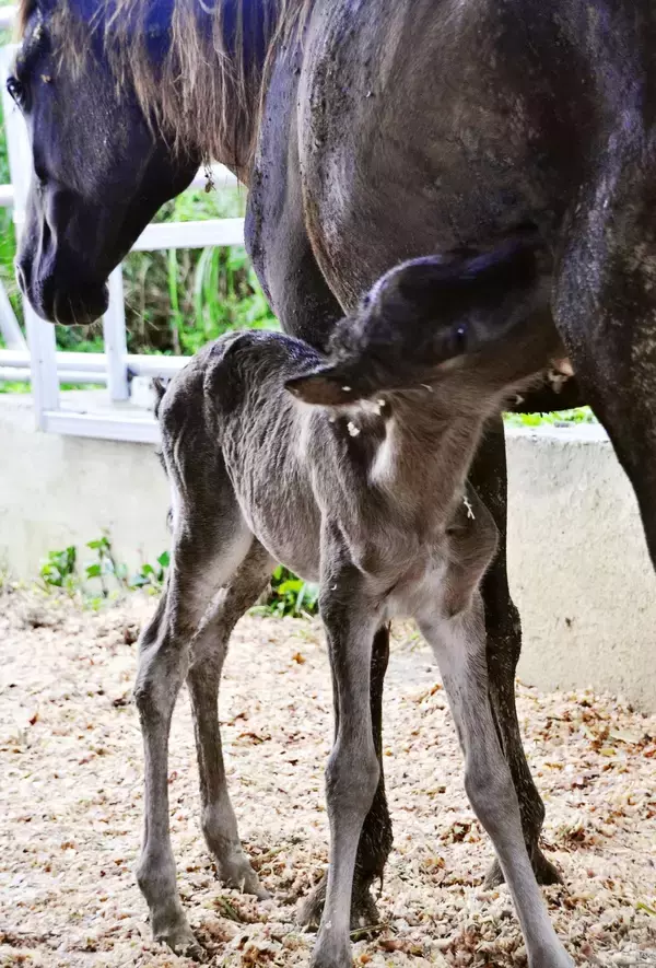 あなたが命名者に　宮古馬の赤ちゃん誕生、市が名前を募集　6月21日にお披露目【動画あり】
