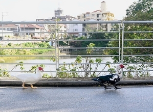 ［沖縄days］どことなく急ぎ足　那覇市首里