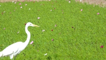 田んぼに彩るコスモスの花　渡り鳥のサギも花見で闊歩？　沖縄・名護市川上の「ファーラブク」