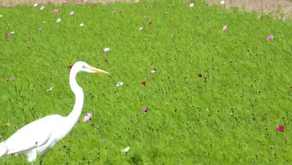 田んぼに彩るコスモスの花　渡り鳥のサギも花見で闊歩？　沖縄・名護市川上の「ファーラブク」