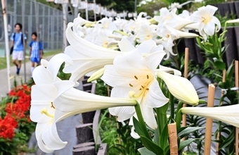 白い大輪が満開　那覇市大石公園のテッポウユリ　二十四節気「穀雨」