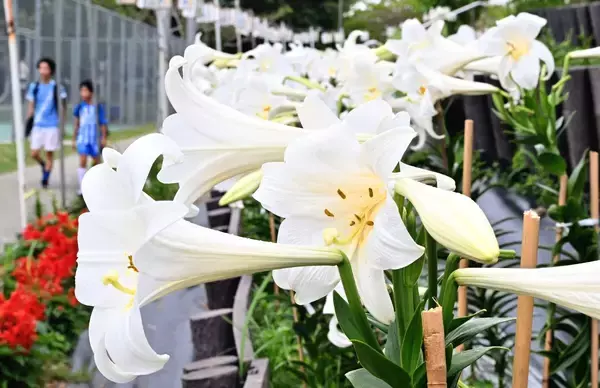 田畑を潤す春の雨　白い大輪のテッポウユリ満開　きょう20日は二十四節気の一つ「穀雨」
