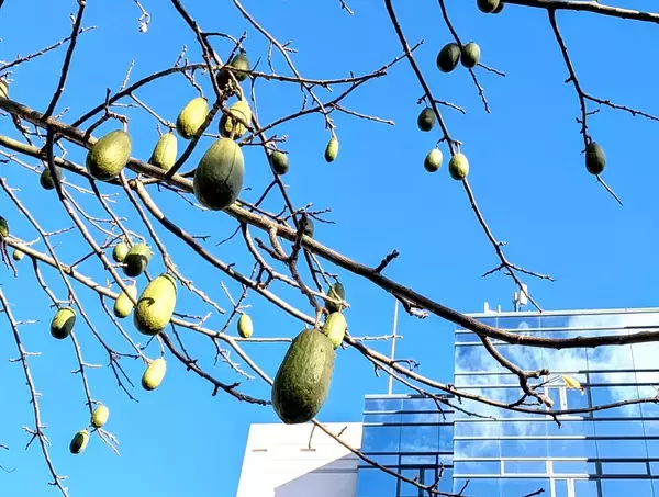 「アボカド？」いいえ、〇〇〇です！　浦添市沢岻