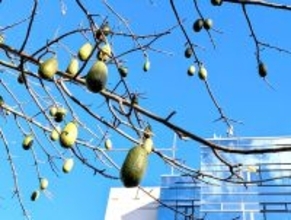 ［沖縄days］この植物は何だ！？　浦添市沢岻