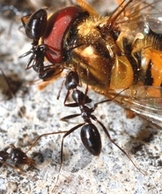 沖縄で特定外来生物の根絶宣言　那覇軍港に定着していたハヤトゲフシアリ　成功に導いた「選択的防除」の手法とは