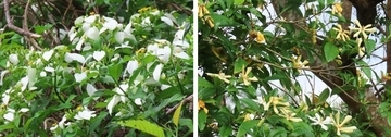 純白の競演　古我知の山々でコンロンカとクチナシが開花　初夏の訪れ告げる　沖縄・名護市
