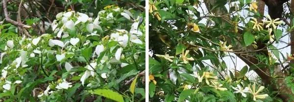 純白の競演　古我知の山々でコンロンカとクチナシが開花　初夏の訪れ告げる　沖縄・名護市