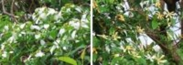 純白の競演　古我知の山々でコンロンカとクチナシが開花　初夏の訪れ告げる　沖縄・名護市