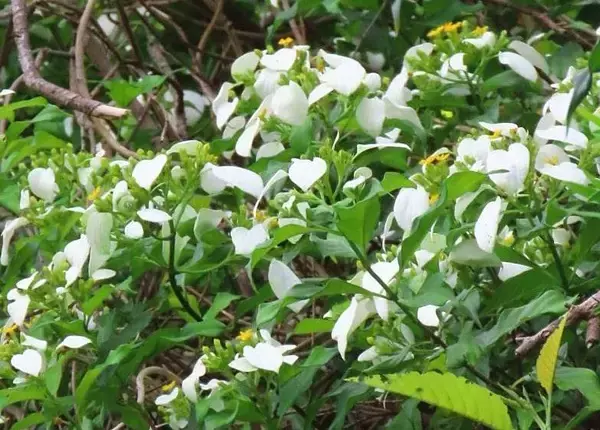 「純白の競演　古我知の山々でコンロンカとクチナシが開花　初夏の訪れ告げる　沖縄・名護市」の画像