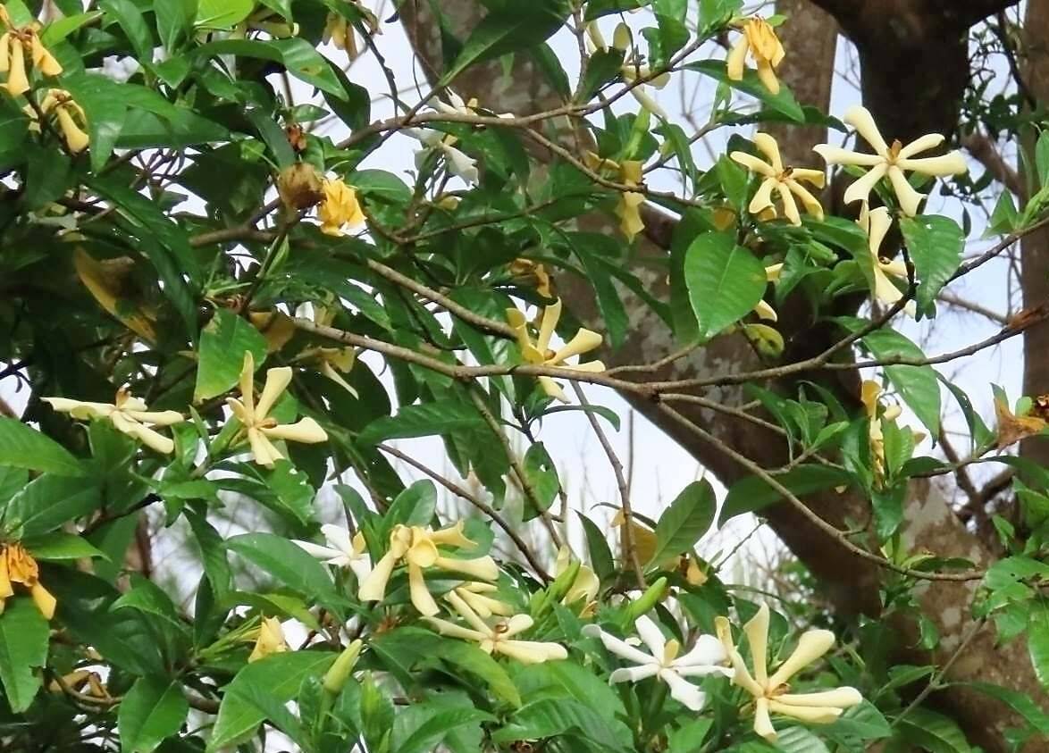 純白の競演　古我知の山々でコンロンカとクチナシが開花　初夏の訪れ告げる　沖縄・名護市