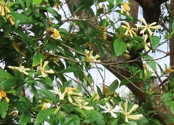 「純白の競演　古我知の山々でコンロンカとクチナシが開花　初夏の訪れ告げる　沖縄・名護市」の画像