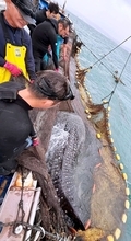 定置網に巨大生物　全長5.5メートル､海へ返す　漁師「もう入らんでほしいです」