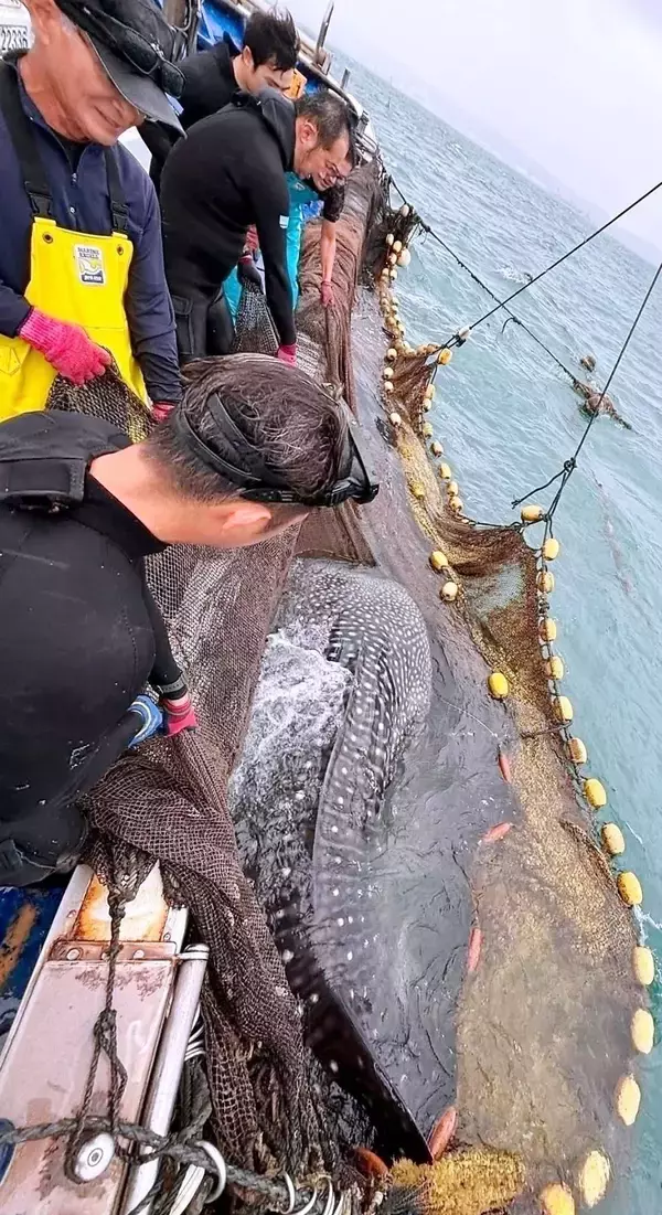 定置網に巨大生物　全長5.5メートル､海へ返す　漁師「もう入らんでほしいです」