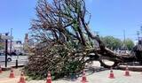 「台風6号で倒木のガジュマル、状態を一時保存　再生可能か専門家が診断　沖縄市・胡屋交差点」の画像1