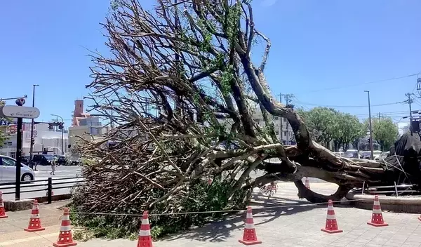 台風6号で倒木のガジュマル、状態を一時保存　再生可能か専門家が診断　沖縄市・胡屋交差点
