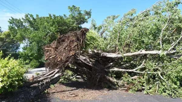 突風被害か　樹木4本根こそぎ倒れる　竜巻注意情報が出た宮古島で被害2件確認