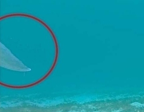 「ジュゴン？」石垣島で大型動物の尾びれ映る　環境省の生息調査で　沖縄6海域に食み跡