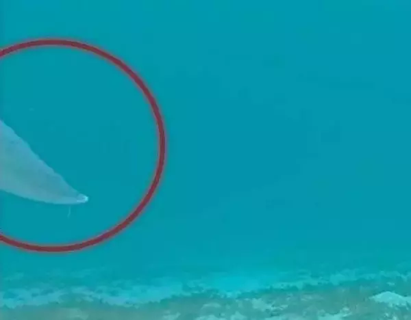 「ジュゴン？」石垣島で大型動物の尾びれ映る　環境省の生息調査で　沖縄6海域に食み跡