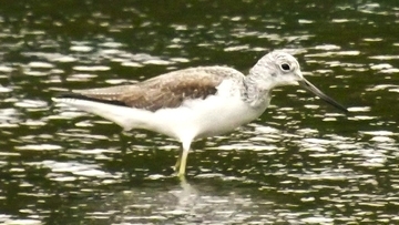 青色の足のアオアシシギ、餌探しに集中　沖縄・名護市のミチェガチの干潟