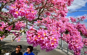 春の始まり「立春」　ピンク色のイペー、鮮やか満開　沖縄・うるま市