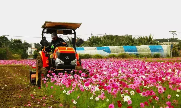 花から米へ　羽地米の田植え準備、緑肥のコスモスを耕運機ですき込み　沖縄・名護市川上の通称「ファーラブク」