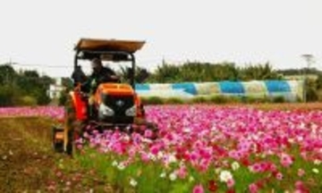 花から米へ　羽地米の田植え準備、緑肥のコスモスを耕運機ですき込み　沖縄・名護市川上の通称「ファーラブク」