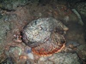 背びれに毒を持つ魚・オニダルマオコゼに注意！　過去に死亡例も　沖縄・名護の21世紀の森ビーチで子ども2人刺傷