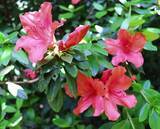 「絶滅危惧種のサキシマツツジ、可憐に開花　沖縄・石垣市」の画像1