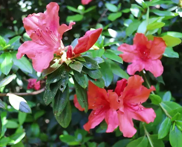 絶滅危惧種のサキシマツツジ、可憐に開花　沖縄・石垣市