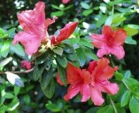 絶滅危惧種のサキシマツツジ、可憐に開花　沖縄・石垣市