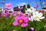 「「いっぱい咲いてすごい」　1月の沖縄でコスモス鮮やか、青空に映える」の画像1