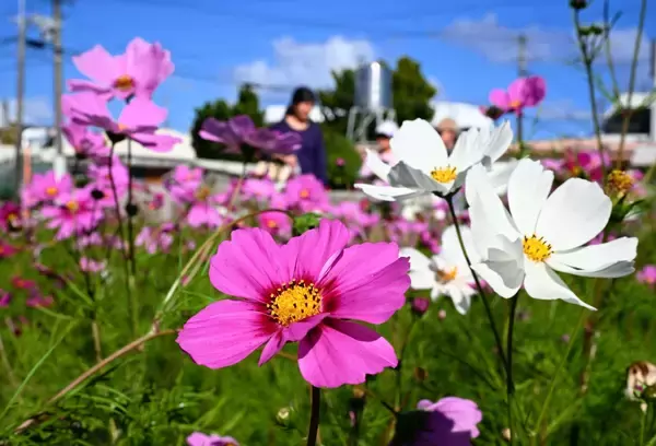「いっぱい咲いてすごい」　1月の沖縄でコスモス鮮やか、青空に映える