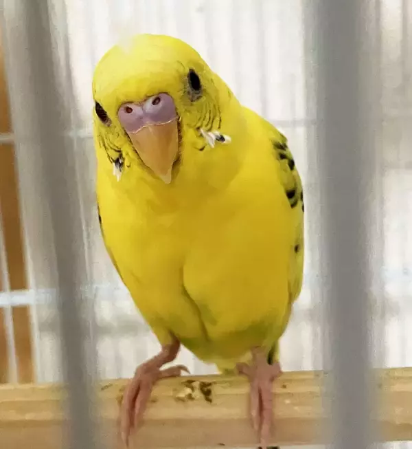 ［わが家のアイドル］まるでモヒカンのよう