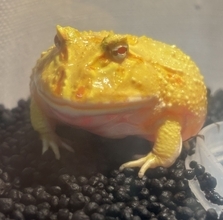 ［わが家のアイドル］食いしん坊王子
