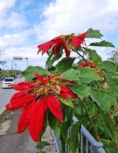 クリスマス定番のポインセチア、歩道を真っ赤に彩る　沖縄・恩納村の喜瀬武原