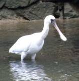 「絶滅危惧種のクロツラヘラサギ、大浦川で餌探し　沖縄・名護市」の画像1