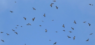 1200羽の「タカ柱」　沖縄・石垣市にアカハラダカの飛来確認　愛鳥家「過去17年間で2番目に多い」