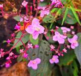 「数久田に彩るピンク　ハシカンボク、秋から冬にかけて開花　沖縄・名護市」の画像1