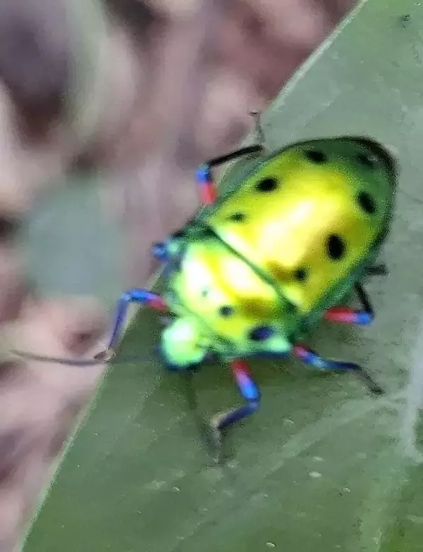 刺激で特有の臭い放つ　緑色の背に黒い斑点七つ　轟の滝公園にキンカメムシ　沖縄・名護市