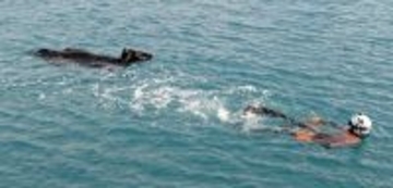 モウ夏日だから？　海を泳ぐ牛を海保が救助　潜水士がロープで誘導　沖縄・宮古島市