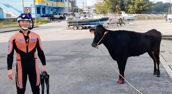 「モウ夏日だから？　海を泳ぐ牛を海保が救助　潜水士がロープで誘導　沖縄・宮古島市」の画像