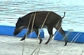 イノシシが海辺にも…沖縄・石垣島でまた発見　前日と別個体か　近くの小学校、休み時間の運動場使用を禁止