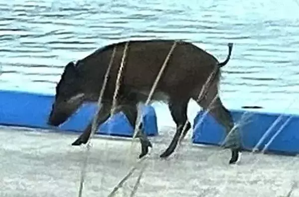 イノシシが海辺にも…沖縄・石垣島でまた発見　前日と別個体か　近くの小学校、休み時間の運動場使用を禁止