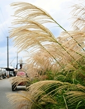 秋風にススキ揺れて…　11月22日は二十四節気の「小雪」