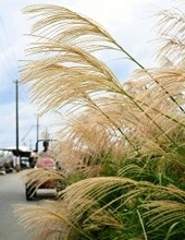 秋風にススキ揺れて…　11月22日は二十四節気の「小雪」