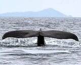 「クジラに歓声「すごい、すごい！」　渡嘉敷小中の子ら、ホエールウオッチング体験」の画像1