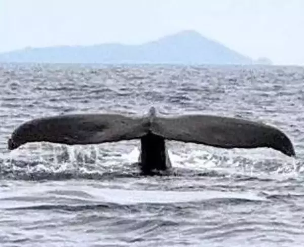 クジラに歓声「すごい、すごい！」　渡嘉敷小中の子ら、ホエールウオッチング体験